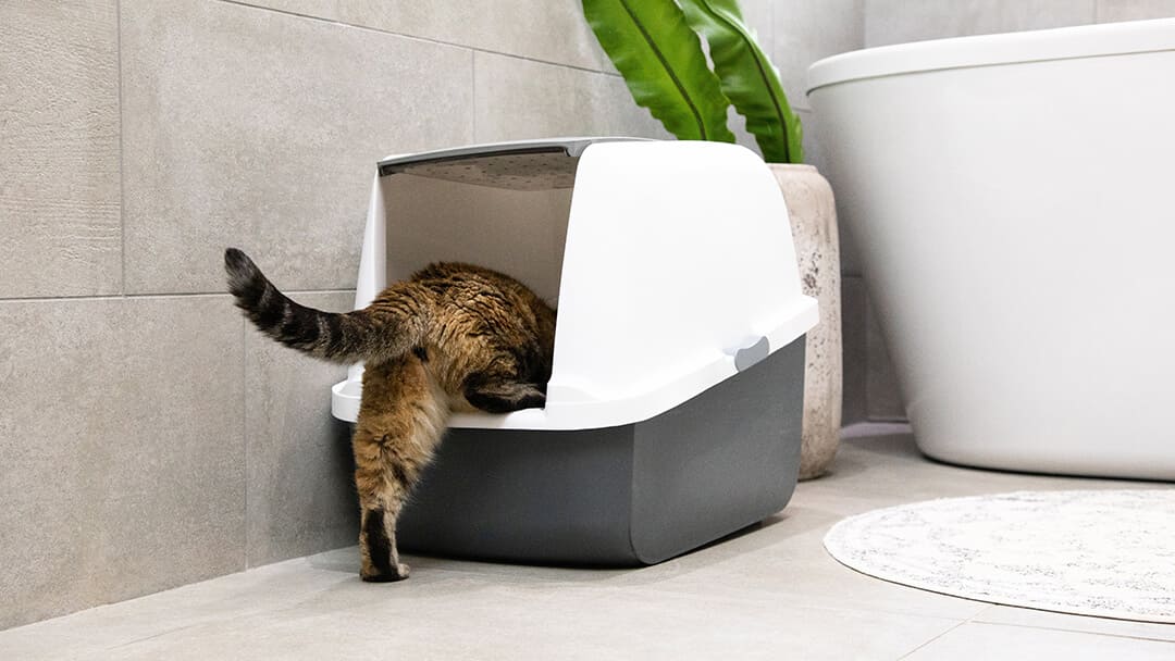 Wie Lernt Man Katzen Aufs Katzenklo Zu Gehen Ihre Katze erziehen – so geht’s richtig! | PURINA